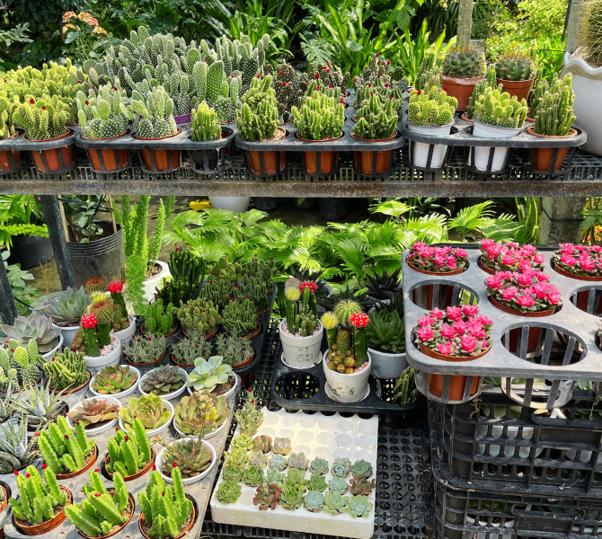 Caring for Your Plants: Eco-Friendly Tips for Thriving Gardens