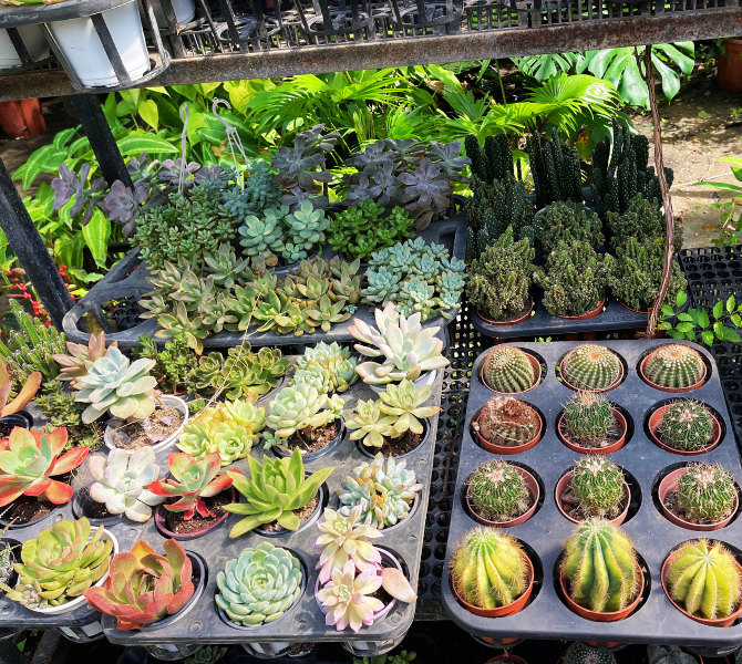 The Ultimate Guide to Plant Care: Tips for Choosing the Right Plants and Why Planting Matters