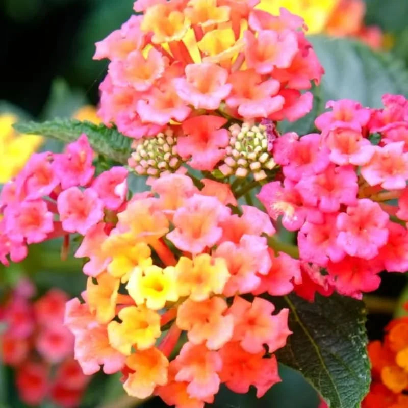 Light Pink Lantana Plants - Live Perennial Flowers - Set of 4 Starters