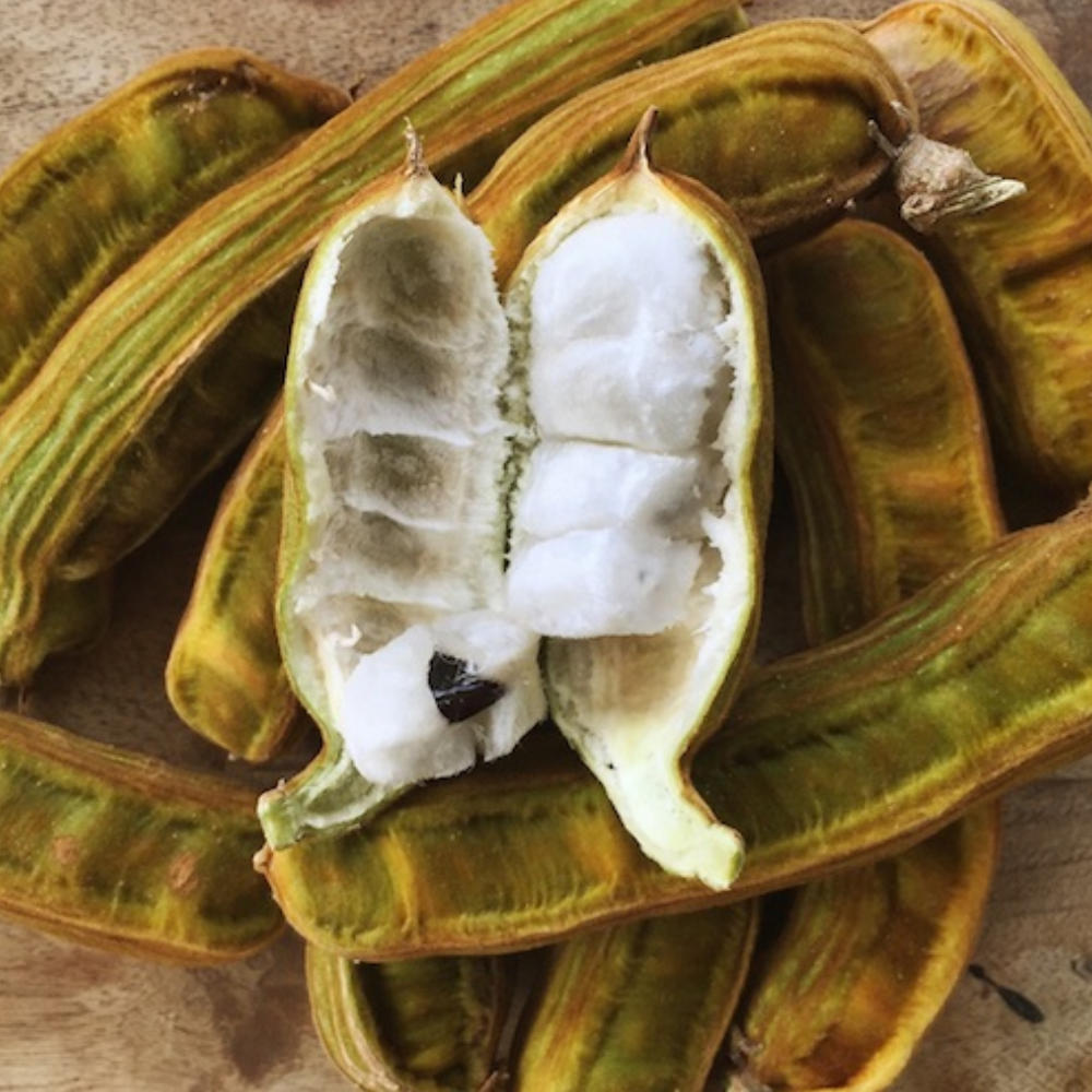 Inga Edulis Ice Cream Bean Tree - 6 Inch to 1 Feet Tall