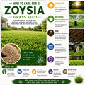 120,000 Zoysia Emerald Grass Seeds, Zoysia Grass Seeds, Full Sun, Dense, Grass Seed Shade, Drought Tolerant, Ready to Grow