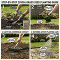 120,000 Zoysia Emerald Grass Seeds, Zoysia Grass Seeds, Full Sun, Dense, Grass Seed Shade, Drought Tolerant, Ready to Grow