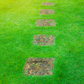 120,000 Zoysia Emerald Grass Seeds, Zoysia Grass Seeds, Full Sun, Dense, Grass Seed Shade, Drought Tolerant, Ready to Grow