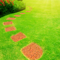 120,000 Zoysia Emerald Grass Seeds, Zoysia Grass Seeds, Full Sun, Dense, Grass Seed Shade, Drought Tolerant, Ready to Grow