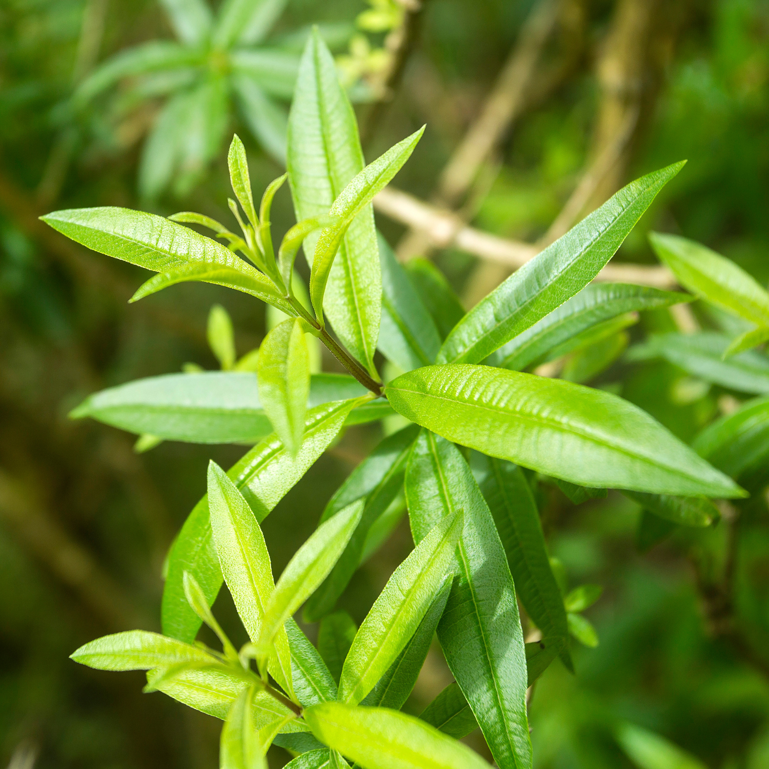 2 Tarragon Plants Live French Starter Culinary Garden 4-6 Inches