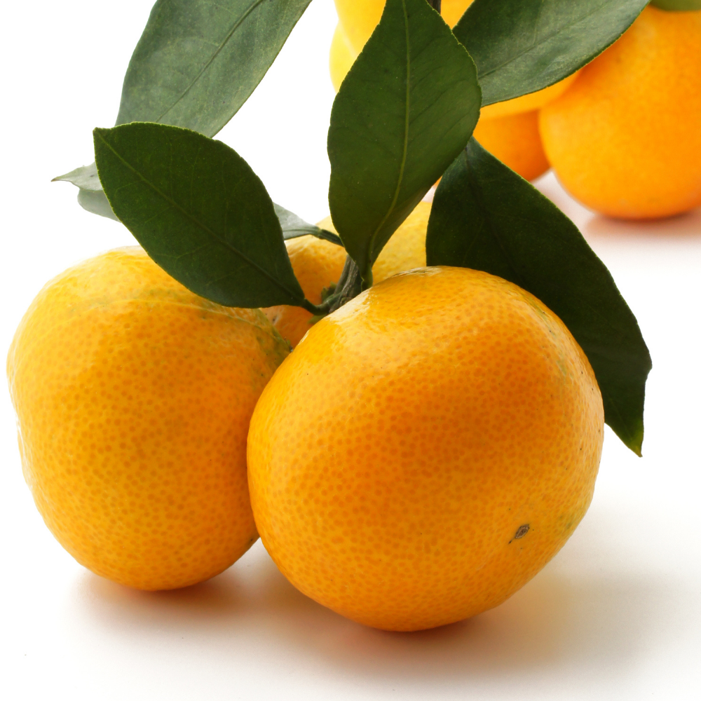 Sweet Tangerine Tree - 2 to 3 Feet Tall - Easy Grow Tangerine Tree