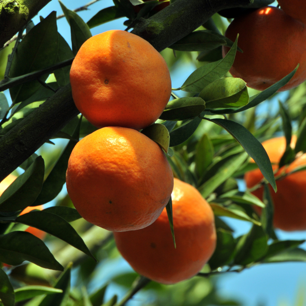 Sweet Tangerine Tree - 2 to 3 Feet Tall - Easy Grow Tangerine Tree