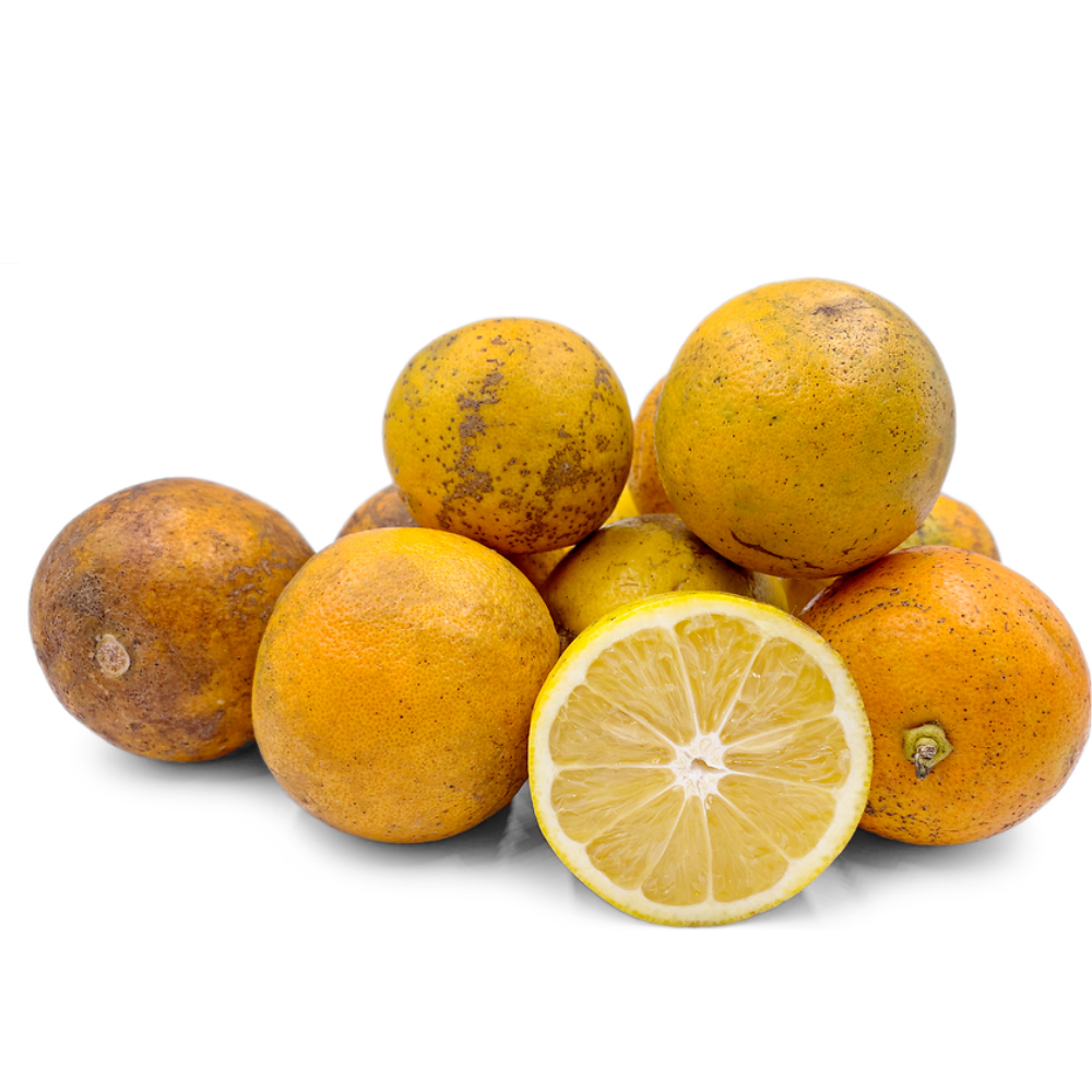 Sour Orange Tree - 2 to 3 Feet - Citrus Tree Sapling