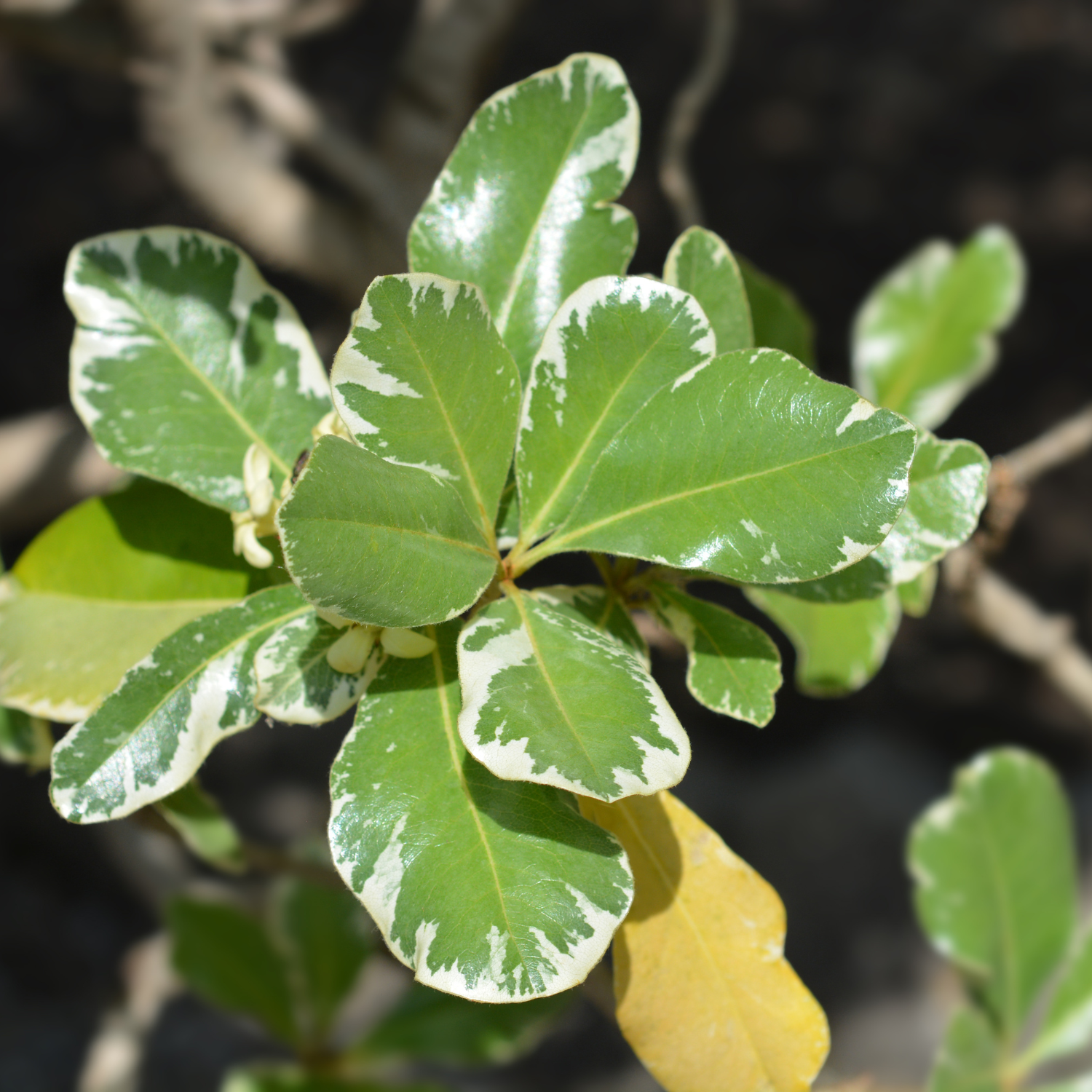 Variegated Japanese Mock Orange Plant 1 Gallon Pot 1 ft Tall Shrub