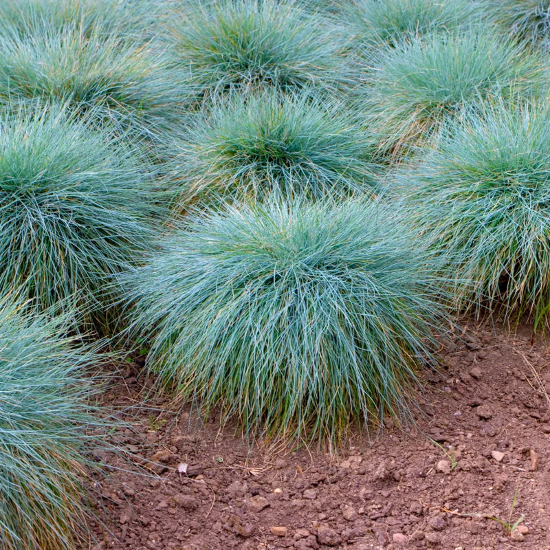 2 Blue Fescue Grass Plants - Ornamental Grass - 4" Pot - Blue