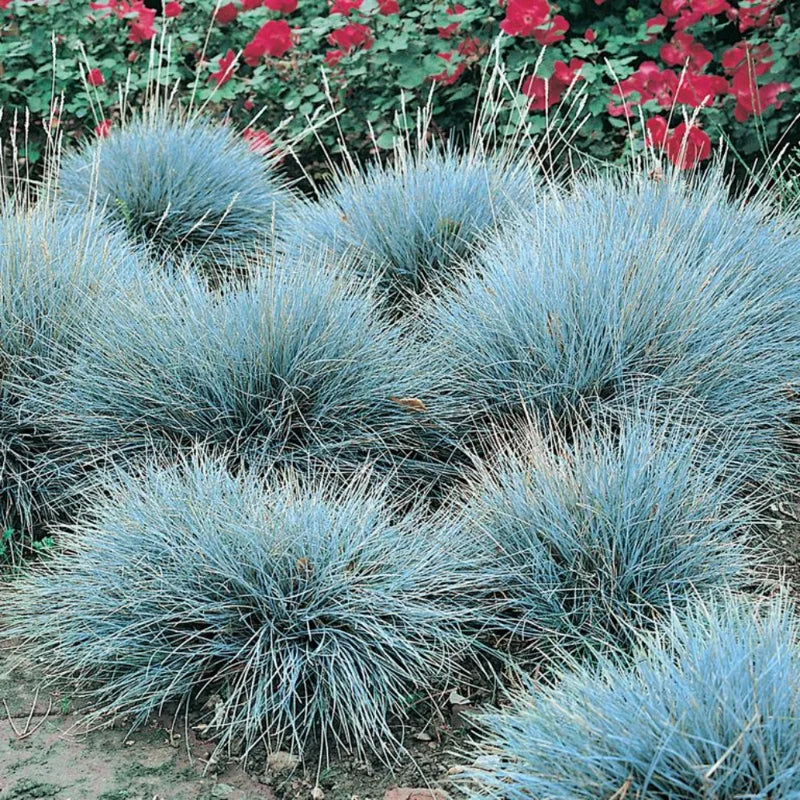 2 Blue Fescue Grass Plants - Ornamental Grass - 4" Pot - Blue