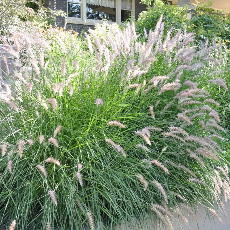2 Fountain Grass Plants - Live Ornamental Perennial Grass, 5-9 Inch Height