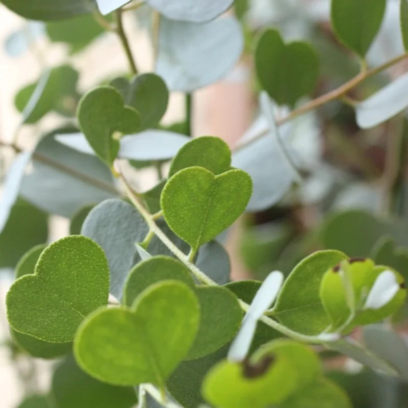 2 Live Eucalyptus Plants Starter Plug 3-6 Inch Green No Pot