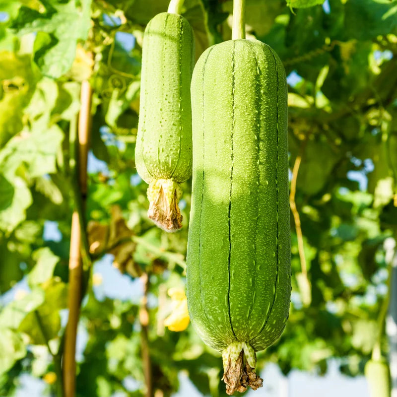 2 Luffa Plants in Pot, Loofah Vegetable Starter Plant for Planting