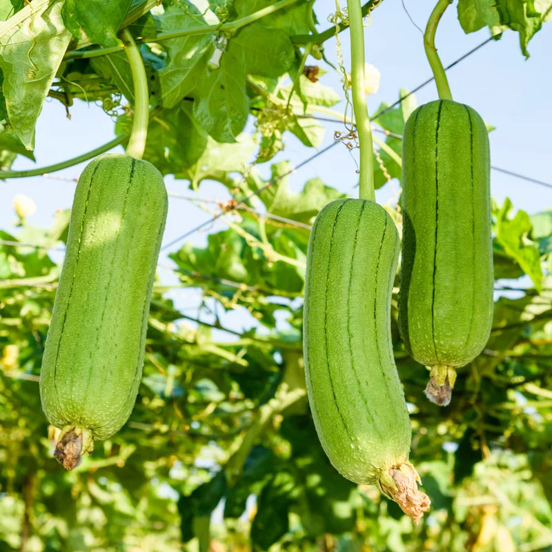 2 Luffa Plants in Pot, Loofah Vegetable Starter Plant for Planting
