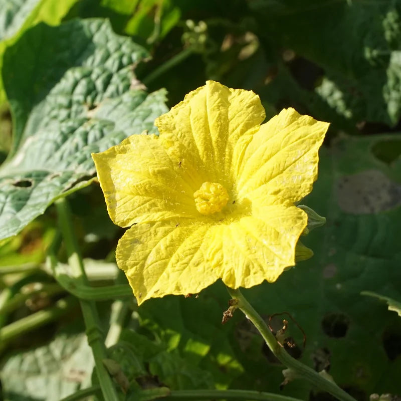 2 Luffa Plants in Pot, Loofah Vegetable Starter Plant for Planting