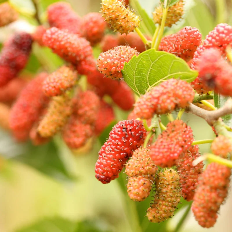 2 Red Mulberry Trees Live Plants 5-9 Inches Tall Sweet Fruit