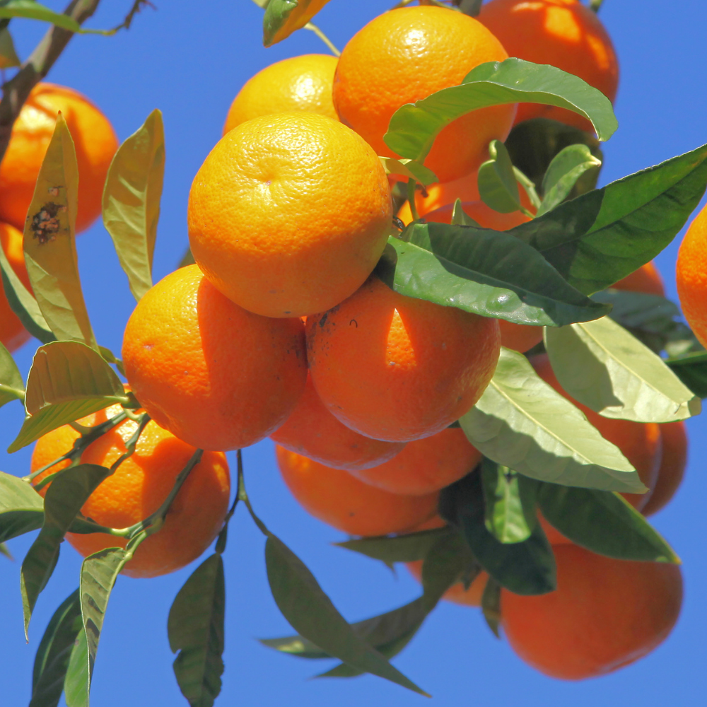 Mandarin Tree 2 to 3 Feet - Live Citrus Fruit Tree