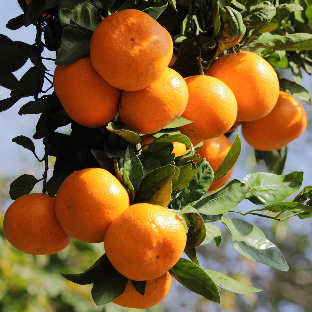 Mandarin Tree 2 to 3 Feet - Live Citrus Fruit Tree