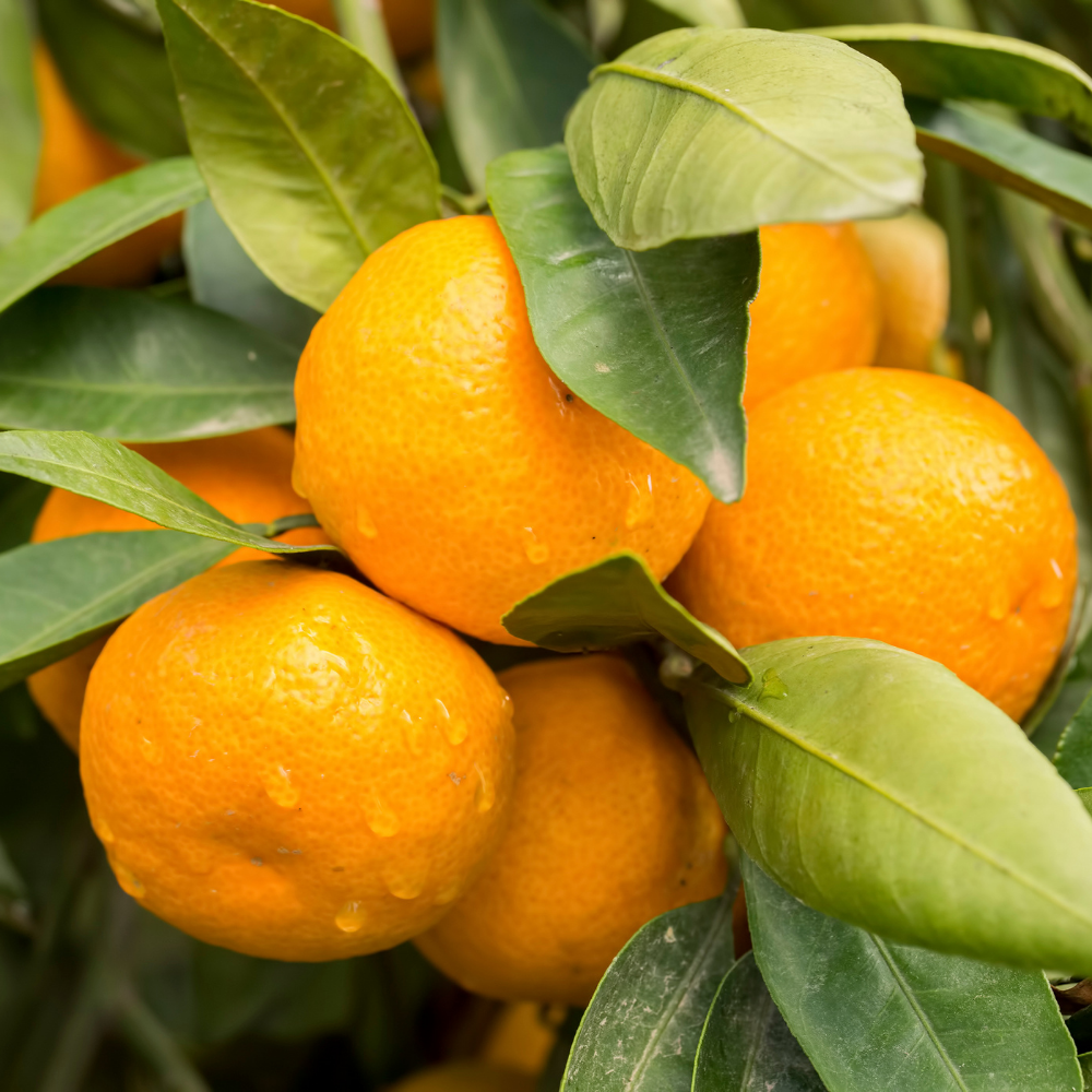 Mandarin Tree 2 to 3 Feet - Live Citrus Fruit Tree
