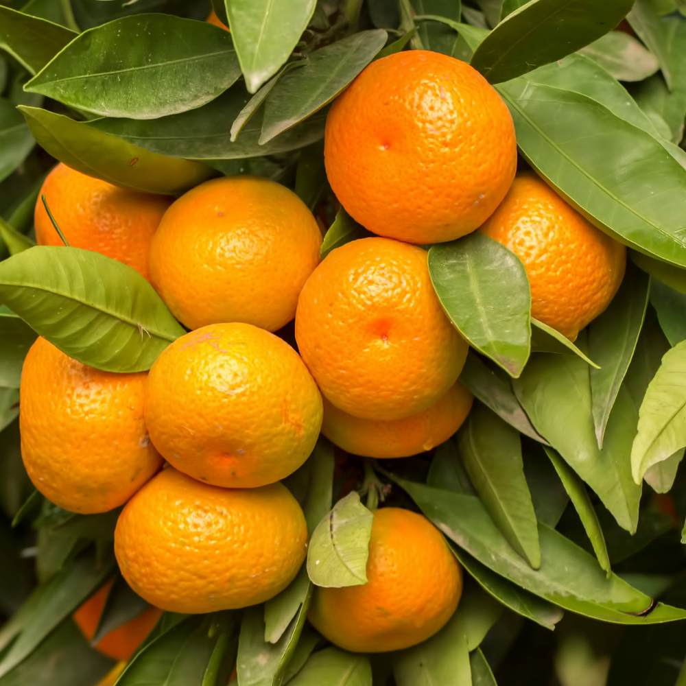 Mandarin Tree 2 to 3 Feet - Live Citrus Fruit Tree