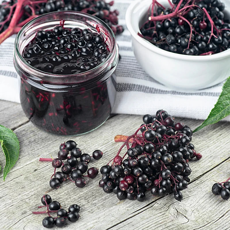 3 Black Elderberry Plants - Indoor Outdoor Garden - 6-12 Inches Tall