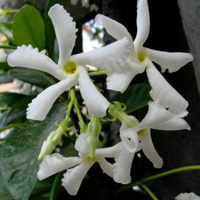 3 Star Jasmine Plant - 3-5 Inch Potted Vine for Sale