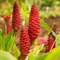 6 Awapuhi Shampoo Ginger Roots, Fresh Ginger Rhizomes to Grow, Zingiber Zerumbet Pinecone Ginger Lily Flowers