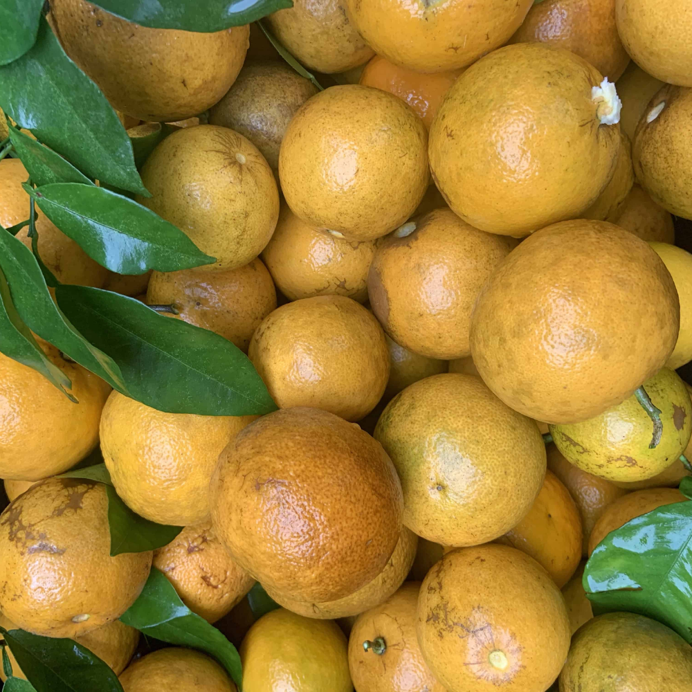 Sour Orange Tree - 2 to 3 Feet - Citrus Tree Sapling