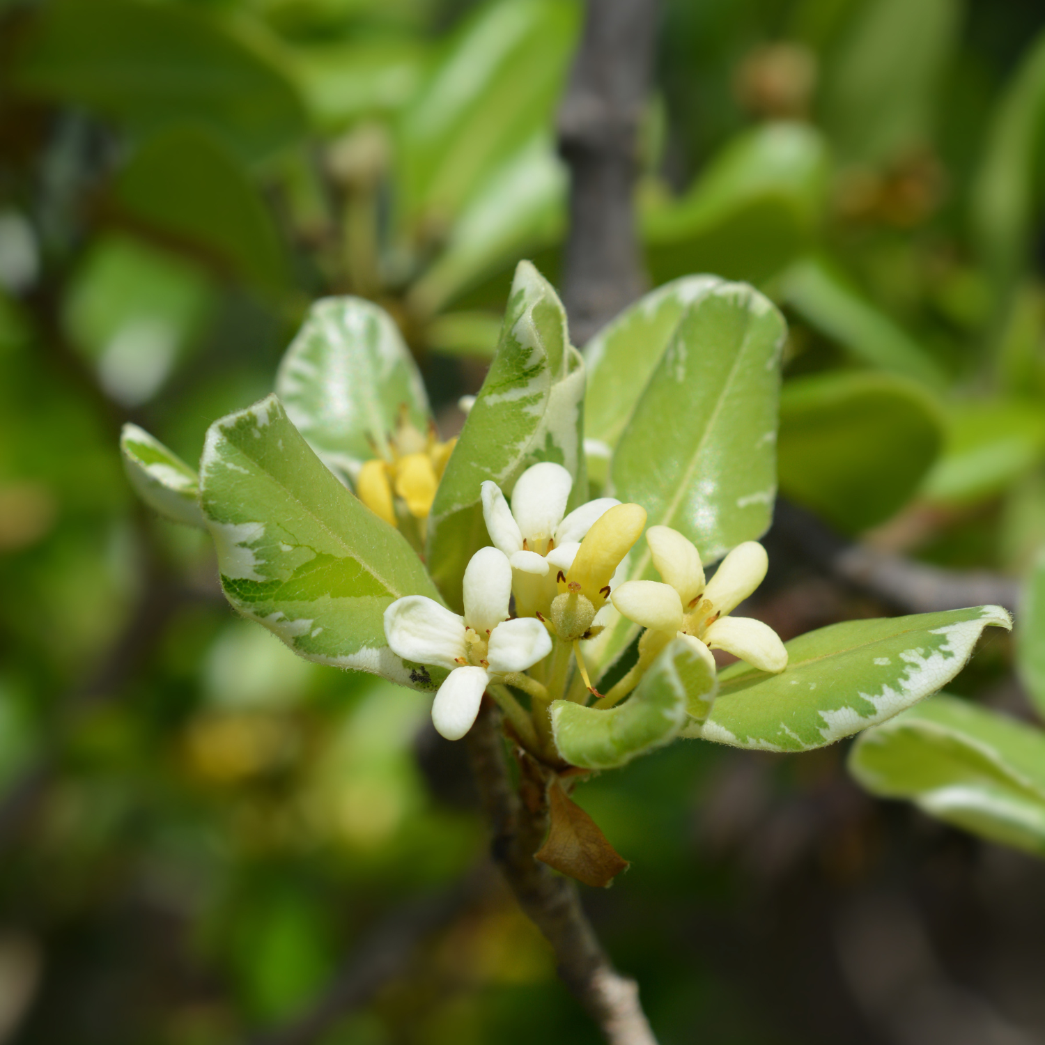Variegated Japanese Mock Orange Plant 1 Gallon Pot 1 ft Tall Shrub