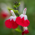 3 Bicolor Salvia Plants Live, Vibrant Sage Salvia Bushes 4-6'' Tall, Hardy Perennial Flowering Shrubs for Outdoor Garden