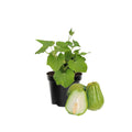 Chayote Squash Plant Live, Chayote Plant, Gallon Pot, 7 to 10 Inc Tall, Live Garden Vegetable Vine
