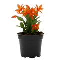 Orange Christmas Cactus Plants Live in 2 Inch Pot, Vibrant Christmas Cactus Blooms, Perennial Holiday Cactus Plant Flower Succulent Houseplant