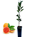 Live Ruby Red Grapefruit Tree Plant, 1 to 3 Ft Tall in Pot, Sweet Pomelo Tree for Planting