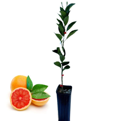 Live Ruby Red Grapefruit Tree Plant, 1 to 3 Ft Tall in Pot, Sweet Pomelo Tree for Planting