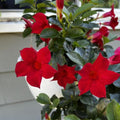Set 2 Red Mandevilla Live Plants, 5-9" Tall Mandevilla Plant Potted, Well Rooted Perennial Flowers Shrub Plants, Ornamental Plants for Outdoors