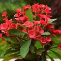 Red Crown of Thorns Plant Live in Pot, Euphorbia Milii Live Plants Very Hardy Houseplant Home Decoration, Year Round Blooming
