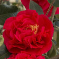 Camellia Plants Live, Rare Camellias Tree Live Plant, Vibrant Flower Shrub, Well-Rooted in Pot, Indoor Outdoor Flowering Zones 7-10 (Red)