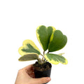 Hoya Kerrii Plant, Variegated Hoya Plant Live Houseplants in 4'' Pot, Well Rooted for Growing Indoor Outdoor