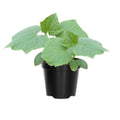 4 Yellow Squash Plants Live in 4 Inch Pot, Squash Live Plants, Zucchini Plants Live