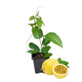 2 High Yield Passion Fruit Plants Live, Yellow Climbing Passion Vine Tree Live Plant for Outdoor Growing, 5-9" in Tall, Fast Growing Perennial Sweet and Edible Fruits