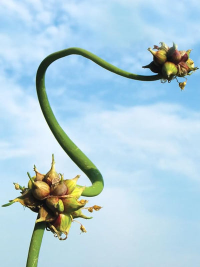 3 Fresh Walking Onion Plant Live for Planting Outdoors, Ready to Plant, 1 Year Old, Well Rooted, Walking Onions Plants