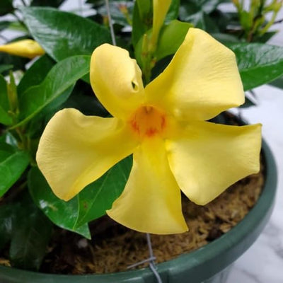 Set 2 Yellow Mandevilla Live Plants, 5-9" Tall Mandevilla Plant Potted, Well Rooted Perennial Flowers Shrub Plants, Ornamental Plants for Outdoors