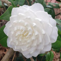 9 Months Old Camellia Tree Live Plant, Camellias Plants Shrub, Large Flower Well-Rooted in Pot, Indoor Outdoor, Cold Hardy (White)