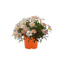 Oxalis Plant Live in 4 Inch Pot, Vibrant Flowering Shamrock Plant Well Rooted, Year-Round Decoration, Garden and Containers Growing