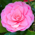 9 Months Old Camellia Tree Live Plant, Camellias Plants Shrub, Large Flower Well-Rooted in Pot, Indoor Outdoor, Cold Hardy (Pink)