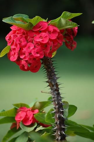 Mix Crown of Thorns Plant Live, Hardy Euphorbia Milii Crown of Thorn, 4'' Pot Indoor Houseplant (Red Euphorbia)
