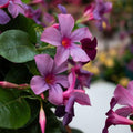 Set 2 Purple Mandevilla Live Plants, 5-9" Tall Mandevilla Plant Potted, Well Rooted Perennial Flowers Shrub Plants, Ornamental Plants for Outdoors