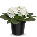 African Violets Plant Live in 4'' Pot, Fast-bloming Indoor Outdoot Flowering Plant with Vibrant Blooms (Blue African Violet)