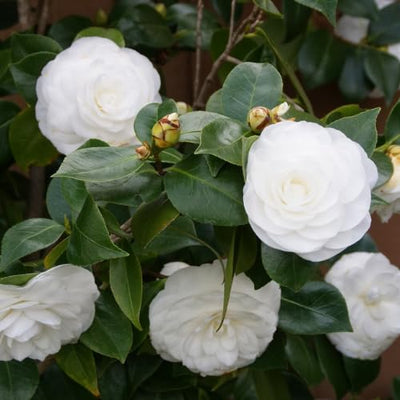 9 Months Old Camellia Tree Live Plant, Camellias Plants Shrub, Large Flower Well-Rooted in Pot, Indoor Outdoor, Cold Hardy (White)